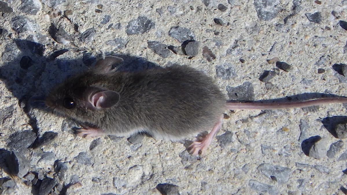 A house mouse in profile on a stone surface