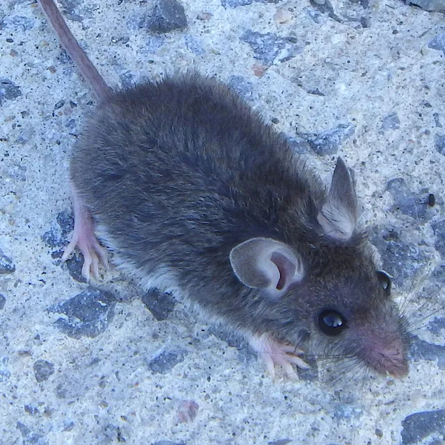 A house mouse on a stone surface